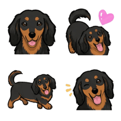 ดัชชุน (ขนยาว/แบล็คแอนด์แทน)