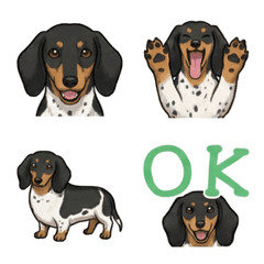 ดัชชุน (ขนสั้น/แบล็คแอนด์แทนพายบอล)