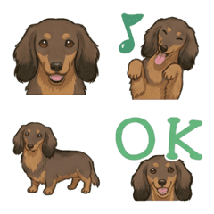 ดัชชุน(ขนยาว/ช็อกโกแลต&แทน)