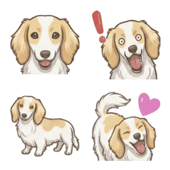 ดัชชุนด์(ขนยาว/ครีมพายบอล)