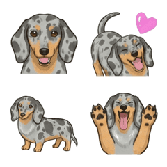 ดัชชุน(ขนสั้น/Silver Dapple)