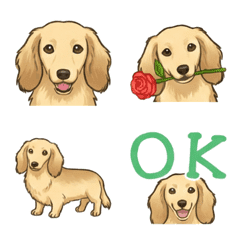 ดัชชุน (ขนยาว/ครีม)