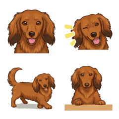 ดัชชุน (ขนยาว/สีแดง)