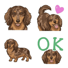 ดัชชุน(ขนยาว/ช็อกโกแลตแดปเปิ้ล)