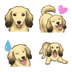 ดัชชุน (ขนยาว/เชดเด็ดครีม)