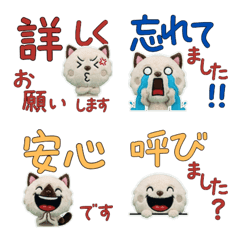 Polite Himalayan  11th