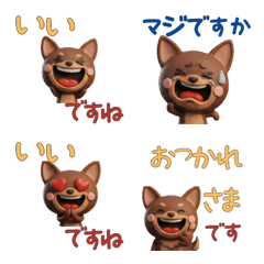 Polite 3D Brown Chihuahua  29th