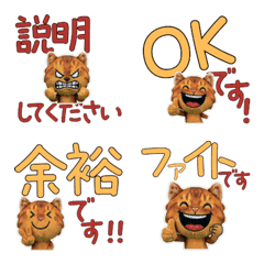 Polite Abyssinian  11th