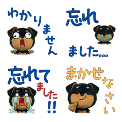 Polite Rottweiler  11th