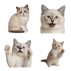 ラグドールの赤ちゃん