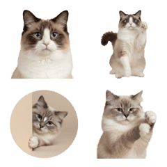 【 ラグドール 】