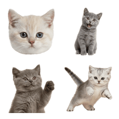 ブリティッシュ・ショートヘアの子猫