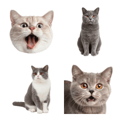 ブリティッシュ・ショートヘア