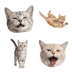 アメリカン・ショートヘア