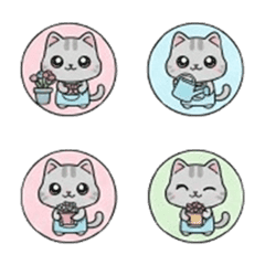 まるちょ風アメリカンショートヘア　お花屋