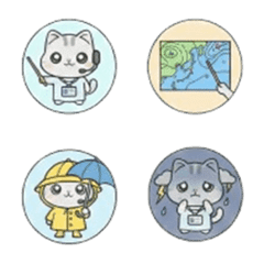 まるちょ風アメショートヘア　気象予報士