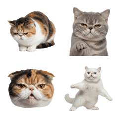 エキゾチック・ショートヘア