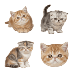 エキゾチック・ショートヘアの赤ちゃん