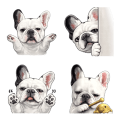 French Bulldog DaShin