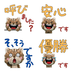 Polite Selkirk Rex  11