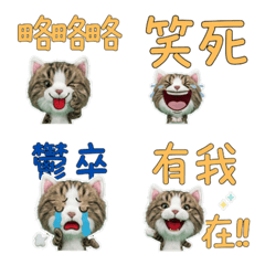 Moving Taiwanese Siberian  34