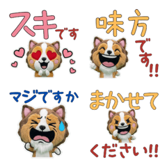 Moving Polite Sheltie  12