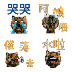 Moving Taiwanese Tortie  34