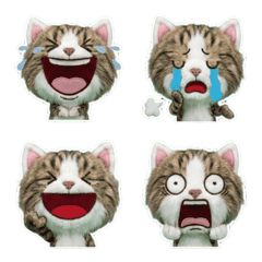 Moving Siberian Cat  8th