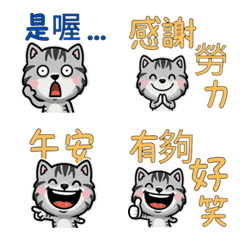 Taiwanese American Shorthair  32nd