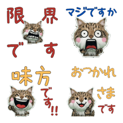 Moving Polite Maine Coon  12th