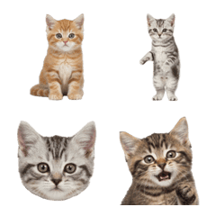 アメリカン・ショートヘアの子猫