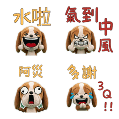 Taiwanese Basset Hound  33