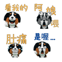 Taiwanese Bernese Mountain  33