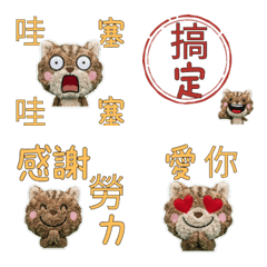 Taiwanese Selkirk Rex  33