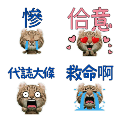 Taiwanese American Curl  33