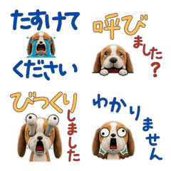 Moving Polite Basset Hound  12