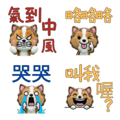 Taiwanese Sheltie  33