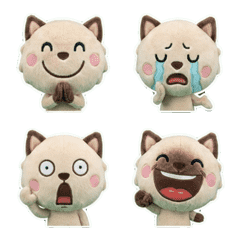 Moving Tonkinese Cat  8th