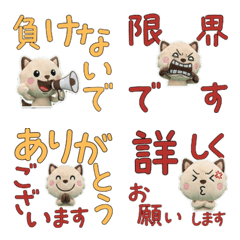 Moving Polite Tonkinese Cat  12