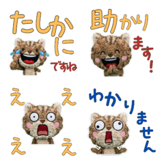 Moving Polite Selkirk Rex  12