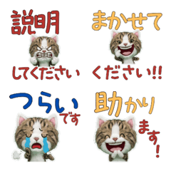 Moving Polite Siberian Cat  12