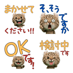 Polite American Curl  11