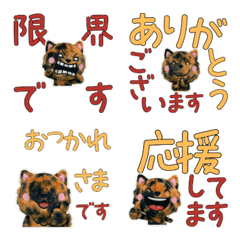 Moving Polite Tortie  12