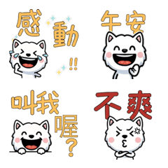 Taiwanese AmStaff  31st