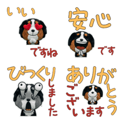 Moving Polite Bernese Mountain  12