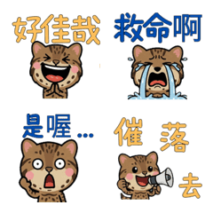 Taiwanese Iriomote Cat  32nd