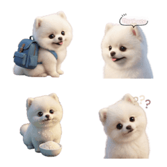 White pomeranian, Keita