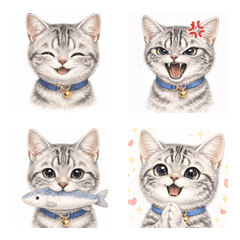 CAT american shorthair
