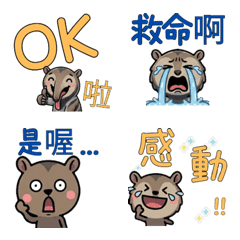 Taiwanese Anteater  31st