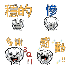 Taiwanese Old English Sheepdog  31st